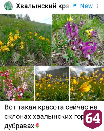 Соцсети украсили обсыпанные цветами меловые горы в Саратовской области