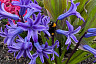 В Саратове распустились цветы добродетели и любви